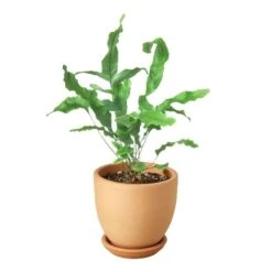 Fern ‘Blue Star’ -Garden Leaf Shop Fern Blue Star Terra Cotta liberty bell
