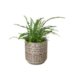Fern ‘Lemon Button’ -Garden Leaf Shop Fern Lemon Button Navarro