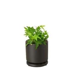 English Ivy Green California -Garden Leaf Shop Ivy Green black round