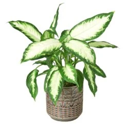 Dieffenbachia Camille -Garden Leaf Shop Navarro Pot DETAIL