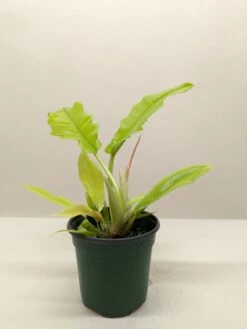 Philodendron ‘Golden Crocodile’