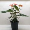 Anthurium ‘Orange’ -Garden Leaf Shop PXL 20250623 164951908 1 scaled 1