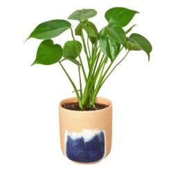 Philodendron Monstera Split-Leaf -Garden Leaf Shop Philodendron Monstera Huey