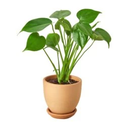 Philodendron Monstera Split-Leaf -Garden Leaf Shop Philodendron Monstera tappered