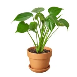 Philodendron Monstera Split-Leaf -Garden Leaf Shop Philodendron Monstera terra cota