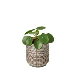 Pilea Peperomioides ‘Chinese Money’ 12 Pilea Peperomioides ‘Chinese Money’ -Garden Leaf Shop Pilea Peperomioides Navarro
