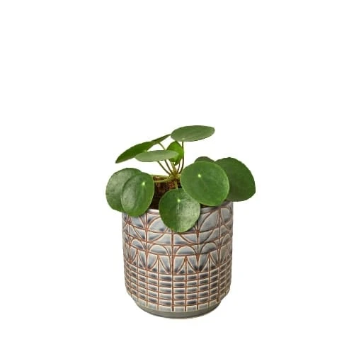 Pilea Peperomioides ‘Chinese Money’ 7 Pilea Peperomioides ‘Chinese Money’ - Image 5