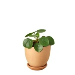 Pilea Peperomioides ‘Chinese Money’ 11 Pilea Peperomioides ‘Chinese Money’ -Garden Leaf Shop Pilea Peperomioides Terra Cotta liberty bell