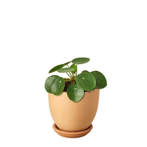 Pilea Peperomioides ‘Chinese Money’ 6 Pilea Peperomioides ‘Chinese Money’ - Image 4