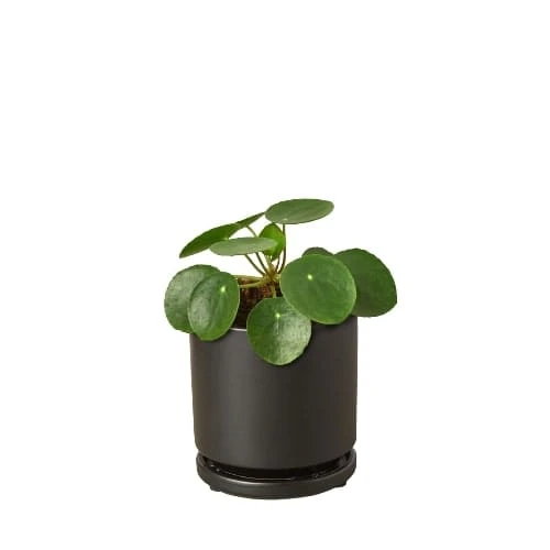 Pilea Peperomioides ‘Chinese Money’ 5 Pilea Peperomioides ‘Chinese Money’ - Image 3