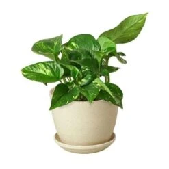 Pothos ‘Golden’ -Garden Leaf Shop Pothos Golden Fiber Pot d4b0e584 486d 4662 be5b 73dcafe1fb79