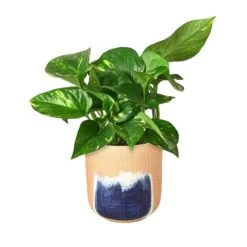 Pothos ‘Golden’ -Garden Leaf Shop Pothos Golden Huey