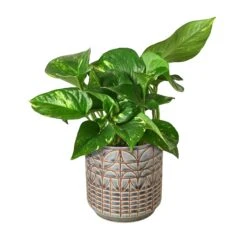 Pothos ‘Golden’ -Garden Leaf Shop Pothos Golden Navarro