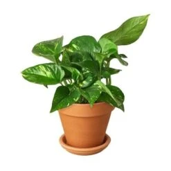 Pothos ‘Golden’ -Garden Leaf Shop Pothos Golden Terra Cotta