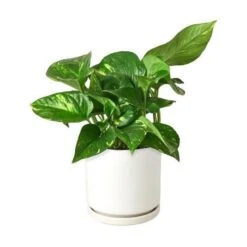 Pothos ‘Golden’ -Garden Leaf Shop Pothos Golden White Round