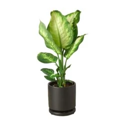 Dieffenbachia Camille -Garden Leaf Shop Pre Potted black round Cane