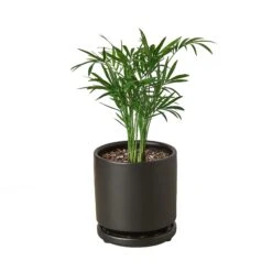 Parlor Palm 16 Parlor Palm -Garden Leaf Shop Pre Potted black round Palm
