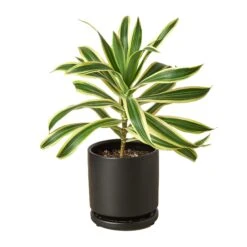 Dracaena ‘Song Of India’ -Garden Leaf Shop Pre Potted black round Song of India