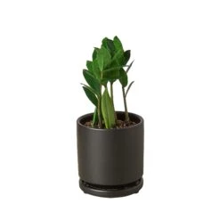 Zamioculcas Zamiifolia ZZ 13 Zamioculcas Zamiifolia ZZ -Garden Leaf Shop Pre Potted black round ZZ