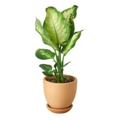 Dieffenbachia Camille -Garden Leaf Shop Pre Potted tappered Cane