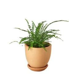 Fern ‘Lemon Button’ -Garden Leaf Shop Pre Potted tappered Fern