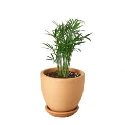 Parlor Palm 17 Parlor Palm -Garden Leaf Shop Pre Potted tappered Palm