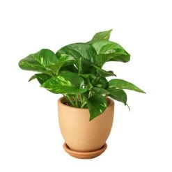 Pothos ‘Golden’ -Garden Leaf Shop Pre Potted tappered Pothos