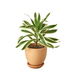 Dracaena ‘Song Of India’ -Garden Leaf Shop Pre Potted tappered Song of India