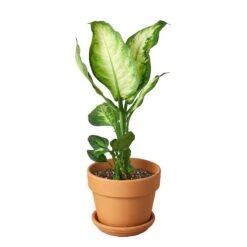 Dieffenbachia Camille -Garden Leaf Shop Pre Potted terra cota Cane