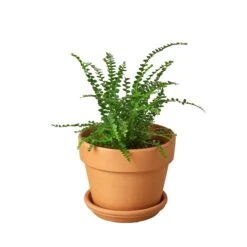 Fern ‘Lemon Button’ -Garden Leaf Shop Pre Potted terra cota Fern