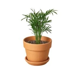 Parlor Palm 18 Parlor Palm -Garden Leaf Shop Pre Potted terra cota Palm