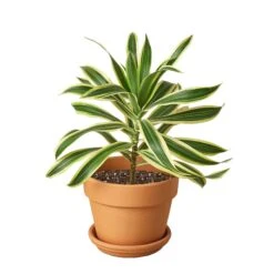 Dracaena ‘Song Of India’ -Garden Leaf Shop Pre Potted terra cota Song of India
