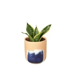 Snake Plant Laurentii Dwarf 13 Snake Plant Laurentii Dwarf -Garden Leaf Shop Snake Laurentii dwarf Huey