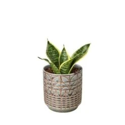Snake Plant Laurentii Dwarf 12 Snake Plant Laurentii Dwarf -Garden Leaf Shop Snake Laurentii dwarf Navarro