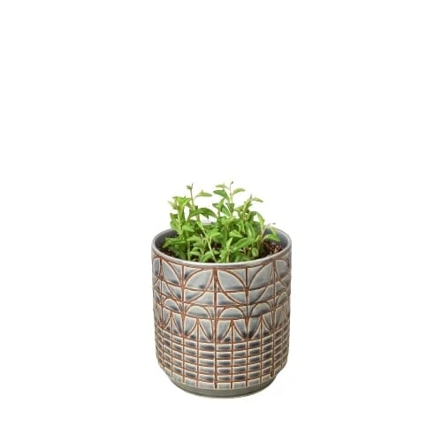 Succulent ‘String Of Dolphins’ 6 Succulent ‘String Of Dolphins’ - Image 4