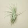 Tillandsia Air Plant Victoriana 2 Tillandsia Air Plant Victoriana -Garden Leaf Shop T.Victoriana