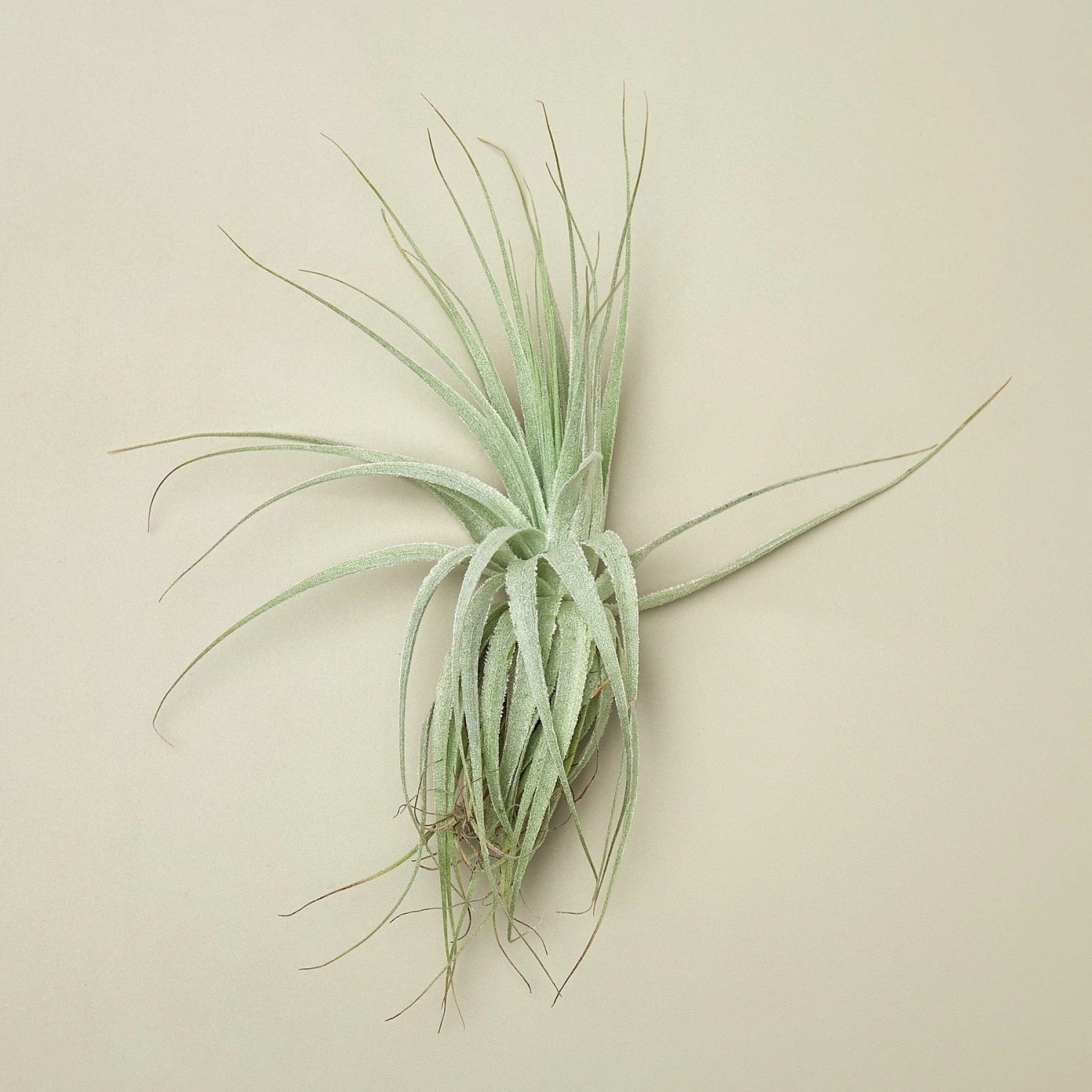 Tillandsia Air Plant Victoriana