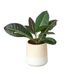 Gradient Cylinder Pot – 5 Inch -Garden Leaf Shop XLF 06 GRADIENT WHITE DETAIL