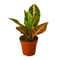 Croton Petra ‘Joseph’s Coat’