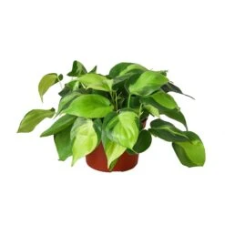 Philodendron ‘Brasil’ – 4″ Pot – NURSERY POT ONLY 5 Philodendron ‘Brasil’ – 4″ Pot – NURSERY POT ONLY -Garden Leaf Shop a4b96f48 8a89 5f4e a259 419a663254f3 d3dc0d71 17b3 4018 a397 65d6198b2da8