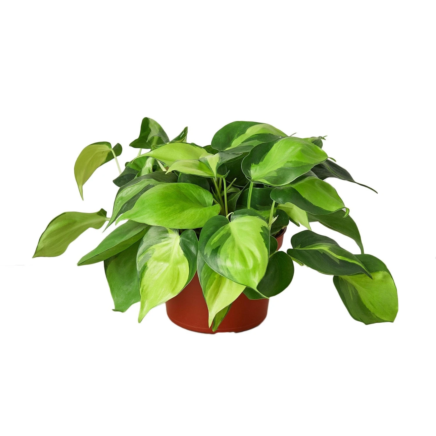 Philodendron ‘Brasil’ – 4″ Pot – NURSERY POT ONLY 4 Philodendron ‘Brasil’ – 4″ Pot – NURSERY POT ONLY - Image 2