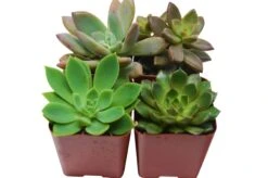 2″ Succulent Variety Packs -Garden Leaf Shop a633f4cf 5f8b 55c3 98fb 6ea384fc9269 e7b99d5d d2b3 44e1 a454 c12abb150574 scaled 1