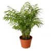 Parlor Palm – 6″ Pot – NURSERY POT ONLY -Garden Leaf Shop ab05dc63 c6e4 5f86 9680 a8c11026f931 ab89b65f ce27 408c 9f7b 833871421b2a