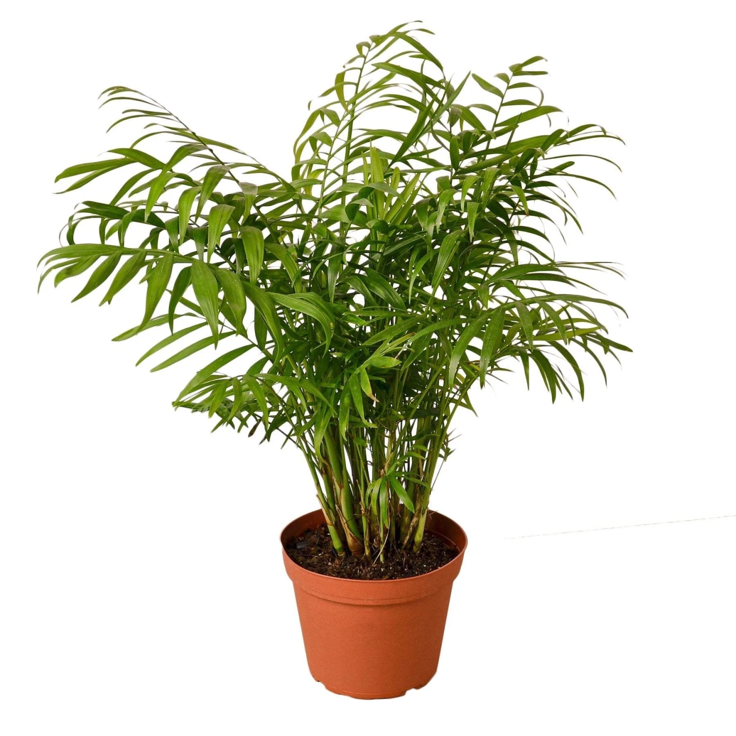 Parlor Palm – 6″ Pot – NURSERY POT ONLY 3 Parlor Palm – 6″ Pot – NURSERY POT ONLY