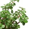 Succulent ‘Elephant Bush’ -Garden Leaf Shop ad5f53e0 135f 5020 a855 9fdc45240ee4