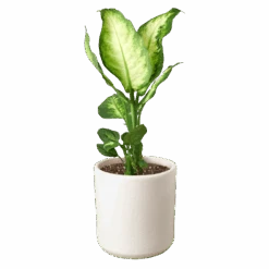 Dieffenbachia Camille -Garden Leaf Shop b0d1e4cf 47d3 5877 abed c91eb64eb8b6 0e63bf54 dd10 4c1b a362 c967e379422c