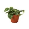 Pothos ‘Satin’ – 4″ Pot – NURSERY POT ONLY