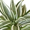 Dracaena ‘Warneckii White Jewel’ 2 Dracaena ‘Warneckii White Jewel’ -Garden Leaf Shop b24f5845 d651 5830 9e46 7d7d665742b7