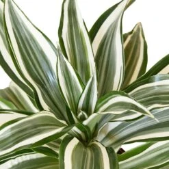 Dracaena ‘Warneckii White Jewel’