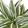 Dracaena ‘Warneckii White Jewel’ – 4″ Pot – NURSERY POT ONLY